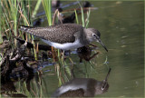 Solitary Sandpiper