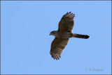 Coopers Hawk Fly By