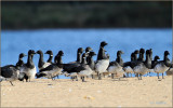Brant  Grounded