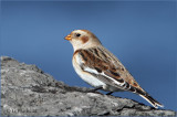 Snow Bunting On Blue