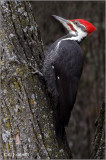 Pileated Woodpecker Male