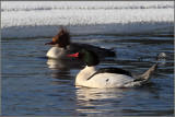 Common Mergansers