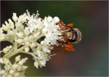 Great Golden Digger Wasp In Kyushu Hydrangea 