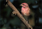 Purple Finch Adult Male