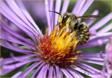 Wool Carder Bee