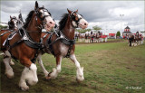 Trotting And Chomping