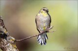 Autumn's Desaturation Of The American Goldfinch
