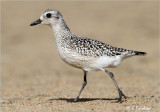 Black Bellied Plover On The Move