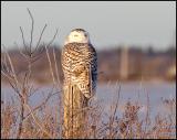 Snowy Owl at Eye Level