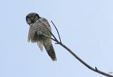 Northern Hawk Owl