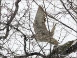 Gyrfalcon taking off