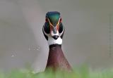 Wood Duck