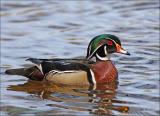 Sunlit Wood Duck