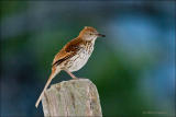 Brown Thrasher after 8:00 PM
