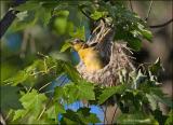 Baby Baltimore Oriole wants to fly