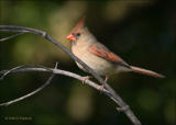 Cardinal Female