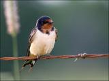 Barn Swallow Mother