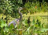 Great Blue Heron