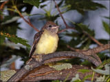 Baby Great Crested Flycatcher has fledged.