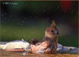 Bathtime for the baby cardinal