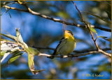 Blackburnian Warbler Female