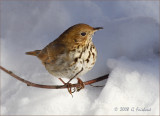 Hermit-Thrush.jpg