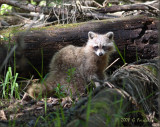 Bright Faced racoon