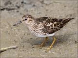 Least Sandpiper