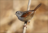 SwampSparrow.jpg