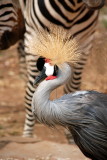 Crown Crane with the Zebras