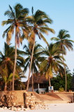 Beach Coconut trees view