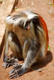 Red Colobus Monkey