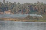 Calm Palm on the Nile banks