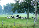 Cows under tree takin a snooze