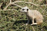 _DSC4068.jpg