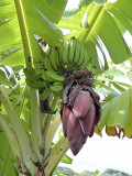 Banana  Plant - Hanauma bay