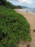 Beach Near Waialua