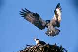 Osprey