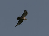 buzzard / buizerd, Biggekerke