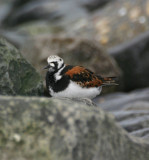 turnstone / steenloper, WK