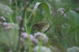 reed warbler / kleine karekiet, Ouddorp