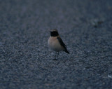 eastern black-eared wheatear / oostelijke blonde tapuit, Aagtekerke 06-1996