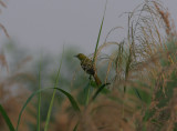 common iora, Muare Anke