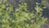 (asian) purple heron, Muare Anke