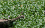 white-browed crake, Muare Anke