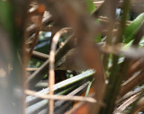 pallass grasshopper warbler, Muare Anke