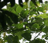black-winged flycatcher-shrike
