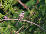 long-tailed shrike, Sarangan, Indonesia