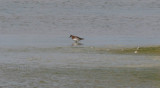 red-necked pharalope / grauwe franjepoot, stenen kruisweg  Middelburg