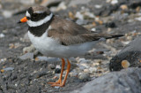 ringed plover / bontbekplevier